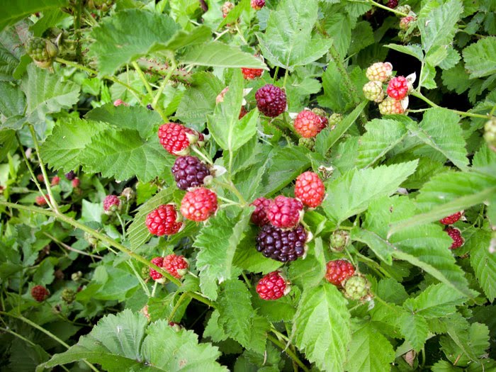 Berry Picking 6.4.10
