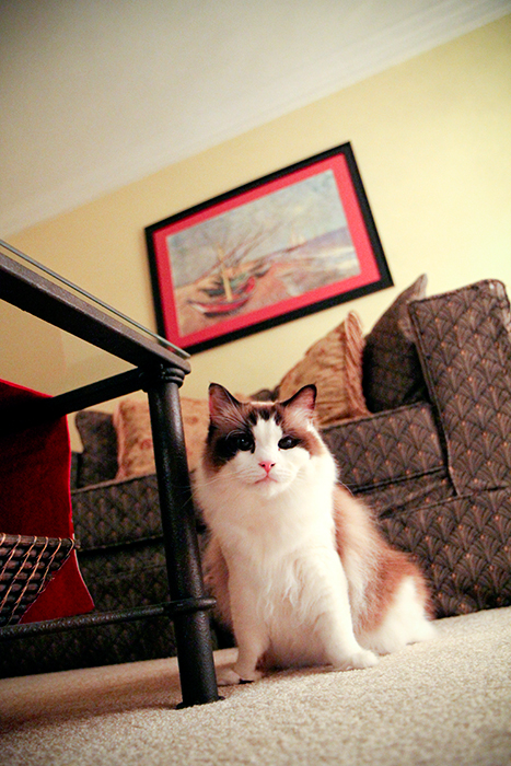 Cat Sitting 12.26.10