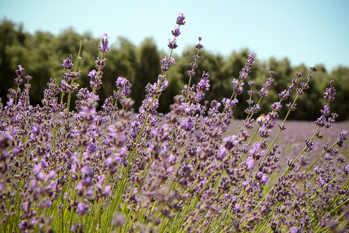 Lavender Festival 6.18.11