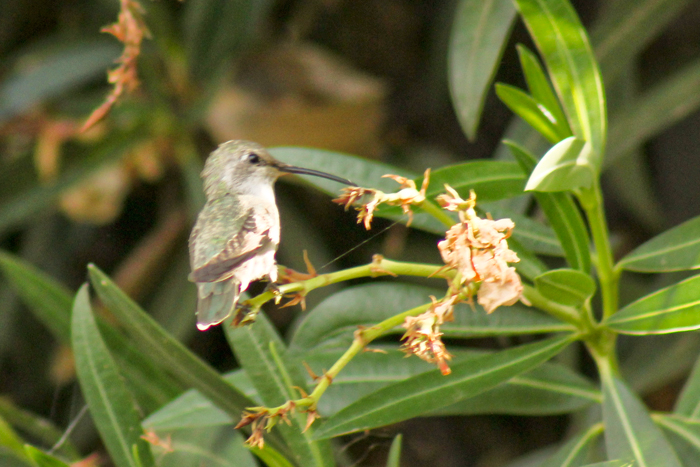 Hummingbirds 8.2.11