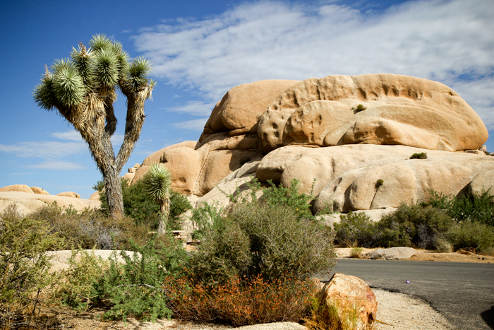 Joshua Tree National Park 8.12-13.11