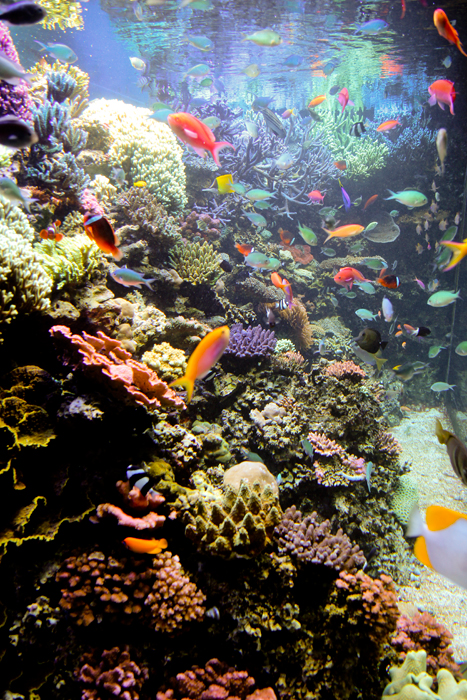 California Coast Tour, Part 4: Monterey Bay Aquarium 9.4.11