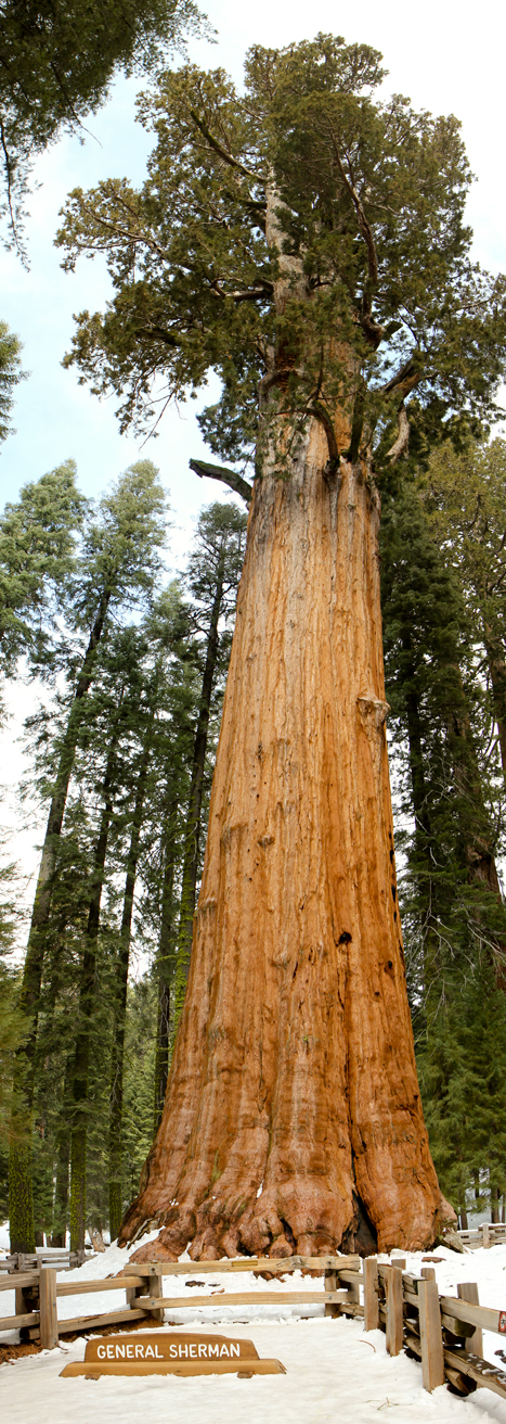 Sequoia National Park 2.18-19.12