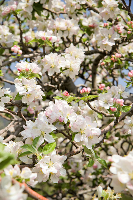 Oak Glen Apple Blossom Festival 4.22.12
