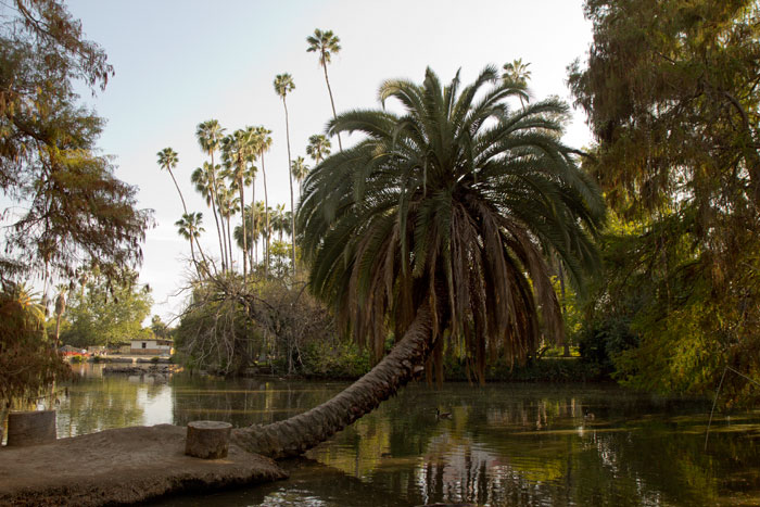 Los Angeles County Arboretum & Botanic Garden 3.24.13