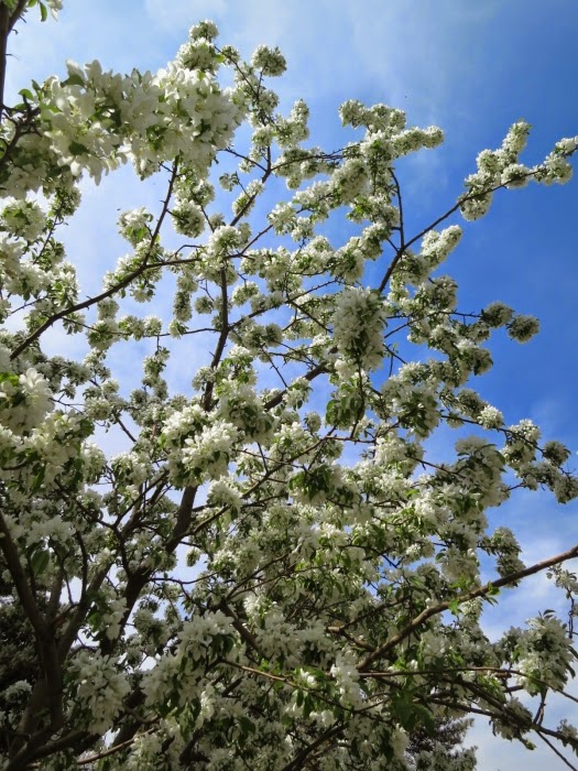 Spring in Liberty Park 4.19.14