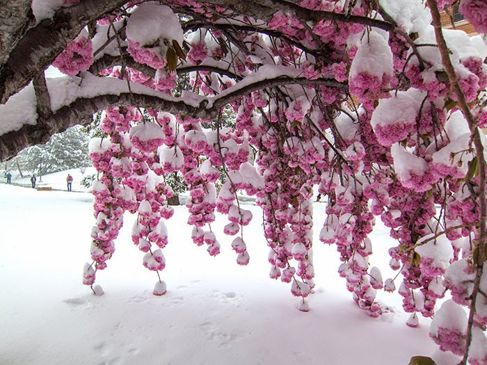 Spring in Salt Lake City 4.15.15
