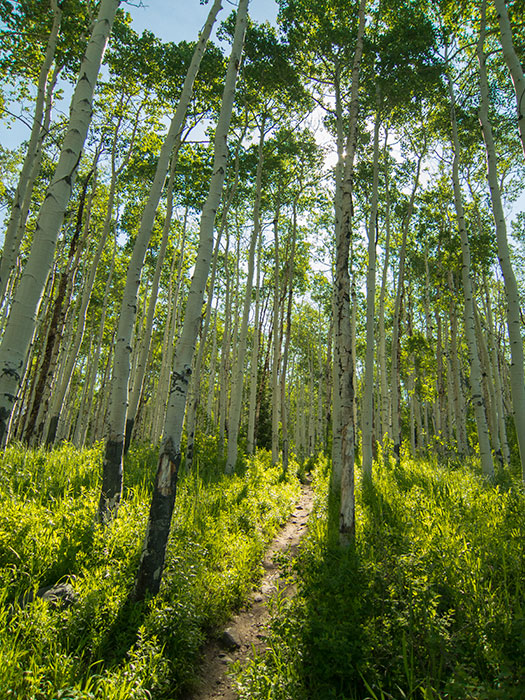 Willow Lake 6.21.15