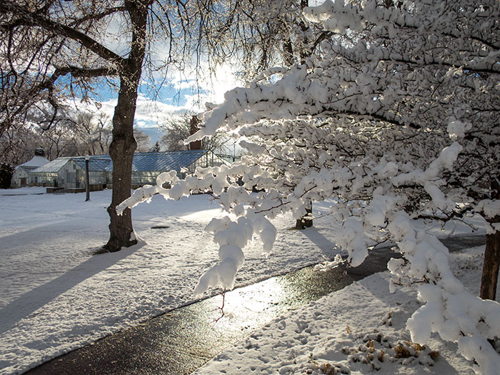 It Snowed Today 1.30.16