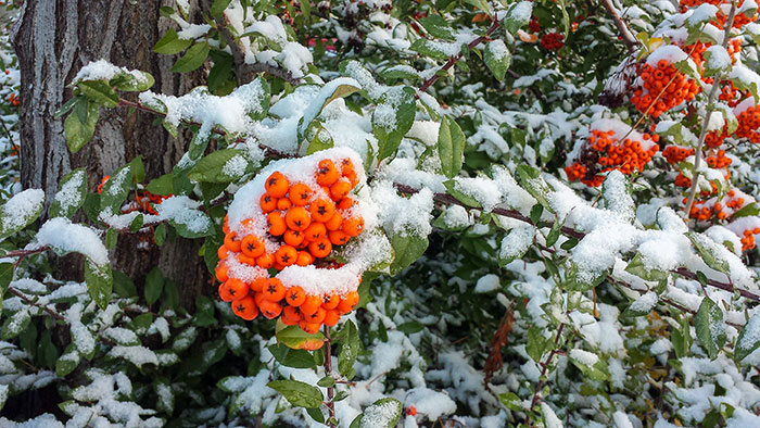 Last First Snow 11.17.16