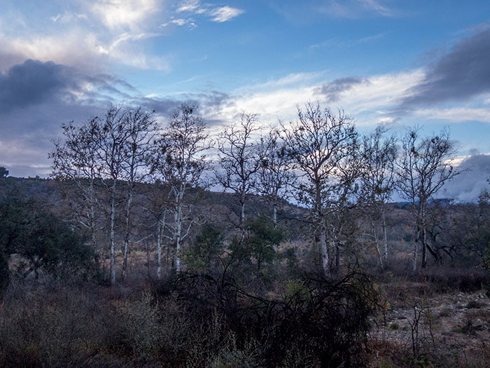 Thanksgiving, Part 7: Walking the Bike Trail 11.26.16