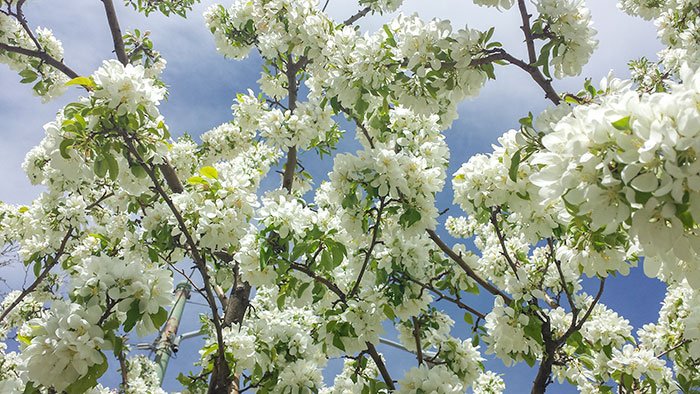 Spring in Salt Lake City 4.6 and 4.9.17