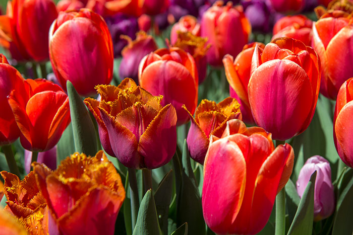 Tulip Festival 4.15.17