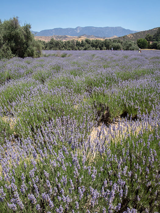Lavender Festival 6.18.17