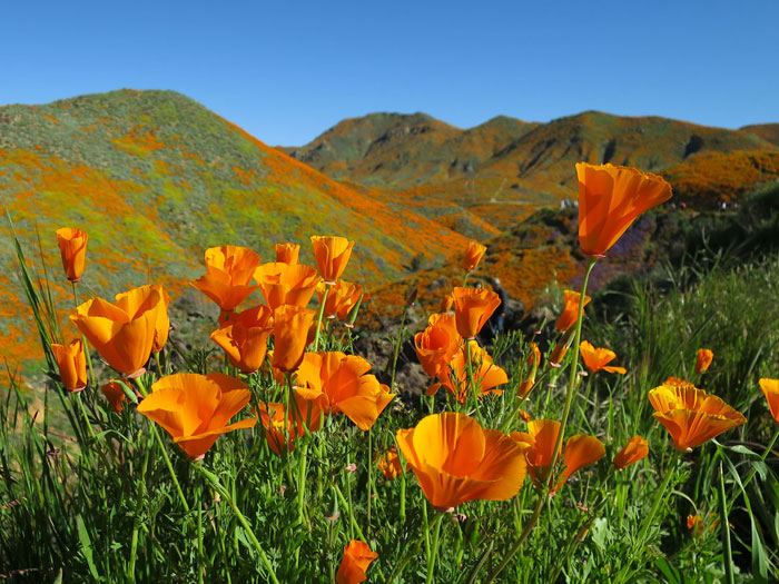 Super Bloom! 3.16.19