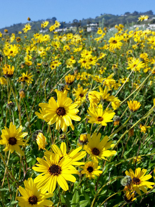 Palos Verdes Ocean Trails Reserve 3.24.19