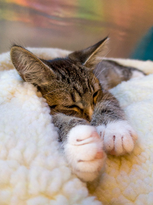 Tiny Beans Kitten Lounge 5.30.19