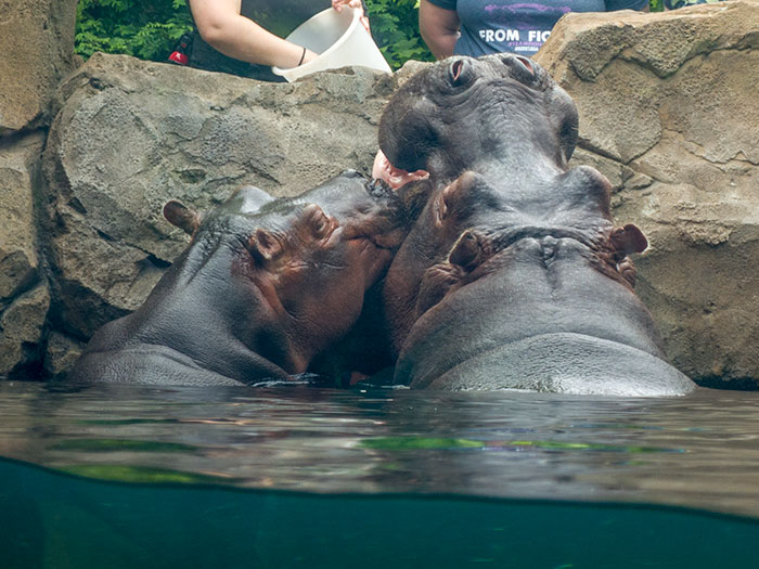 Cincinnati Zoo & Botanical Garden 6.8-9.19