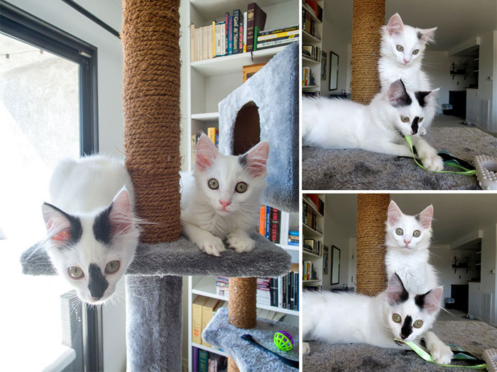 The Cats 6.16.19