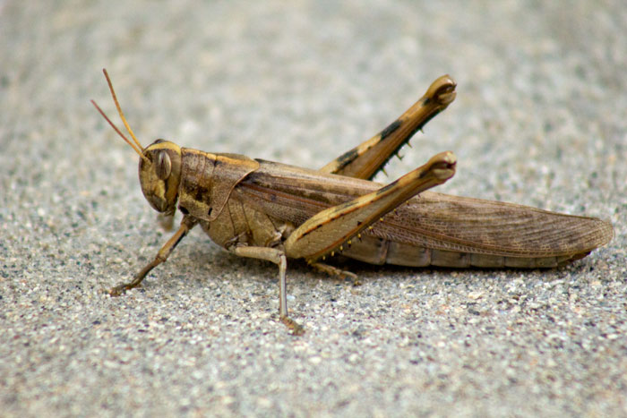 Grasshopper 6.18.13