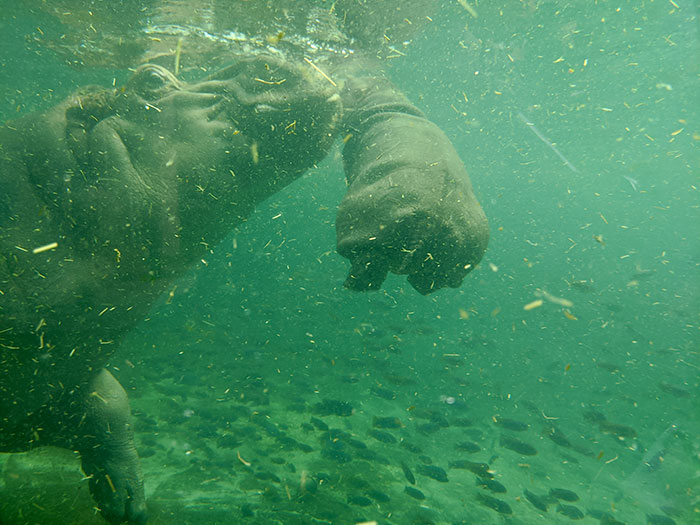 San Diego Zoo 3.1.20
