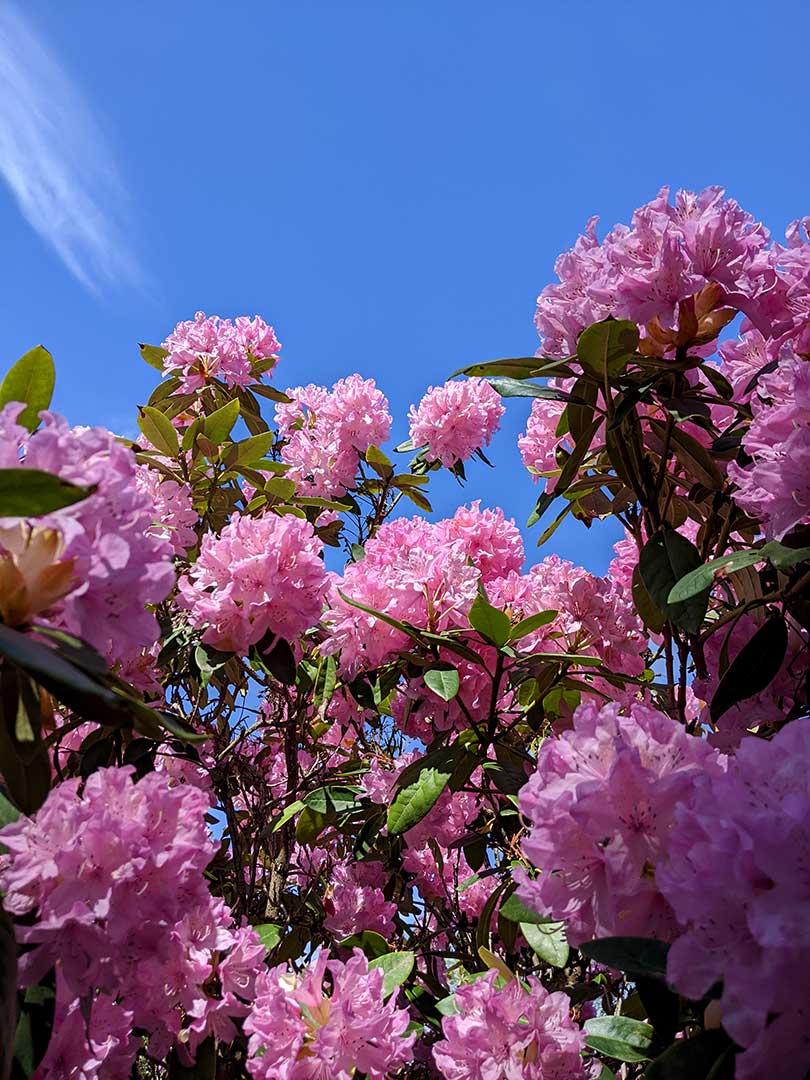 Rhododendron Hunting 5.1.22