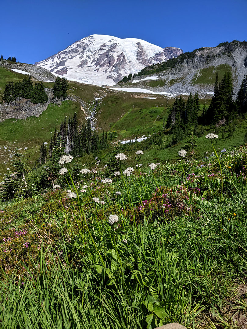Mount Rainier National Park 8.6.22