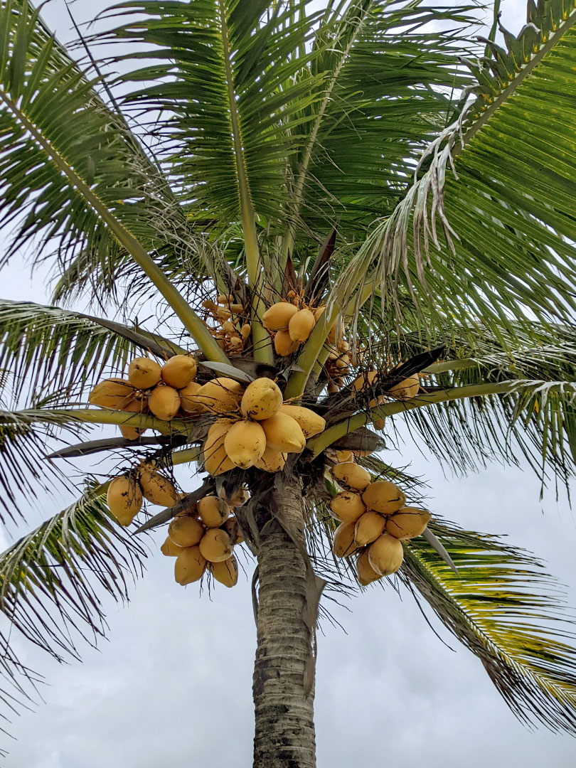 Vegan Cruise, Part 3: Roatán, Honduras 3.20.23