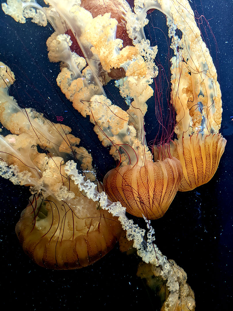 Audubon Aquarium 10.19.23