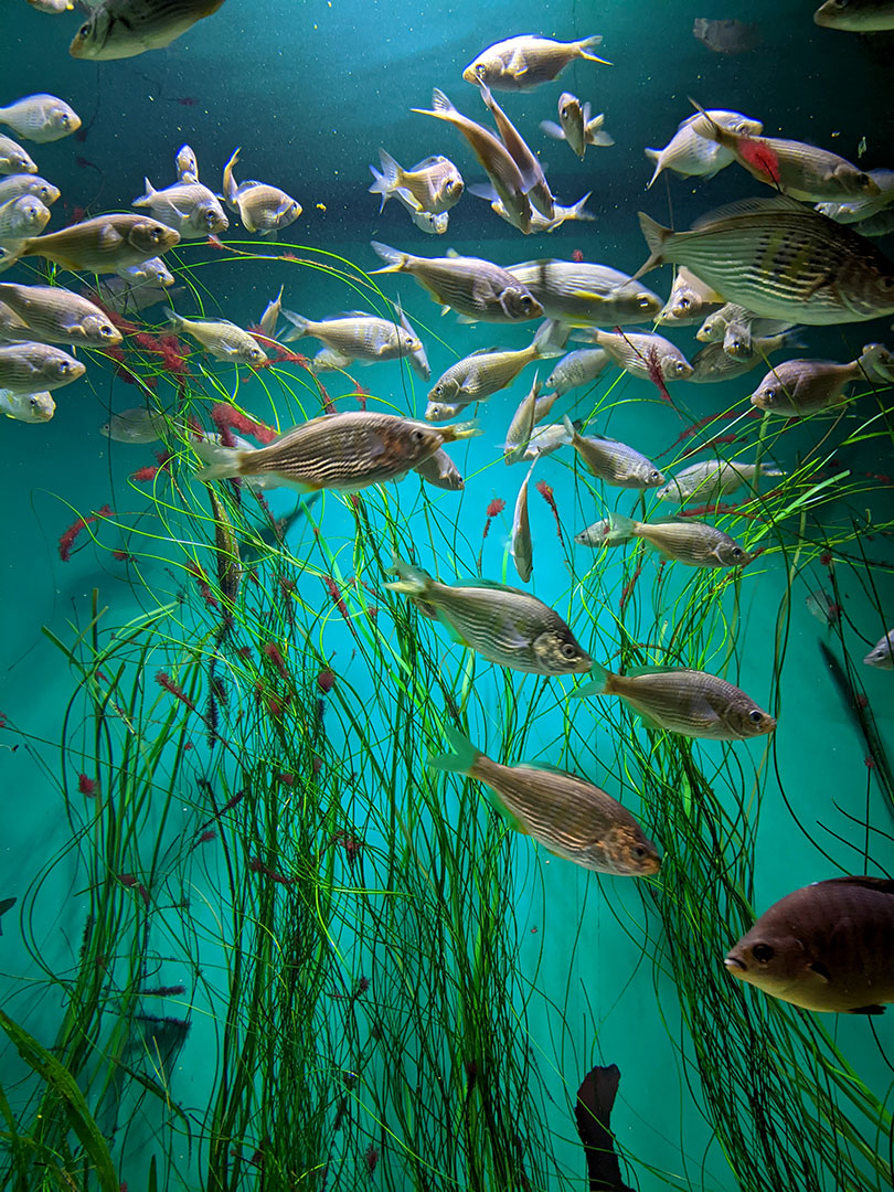 Aquarium of the Pacific 4.8.24