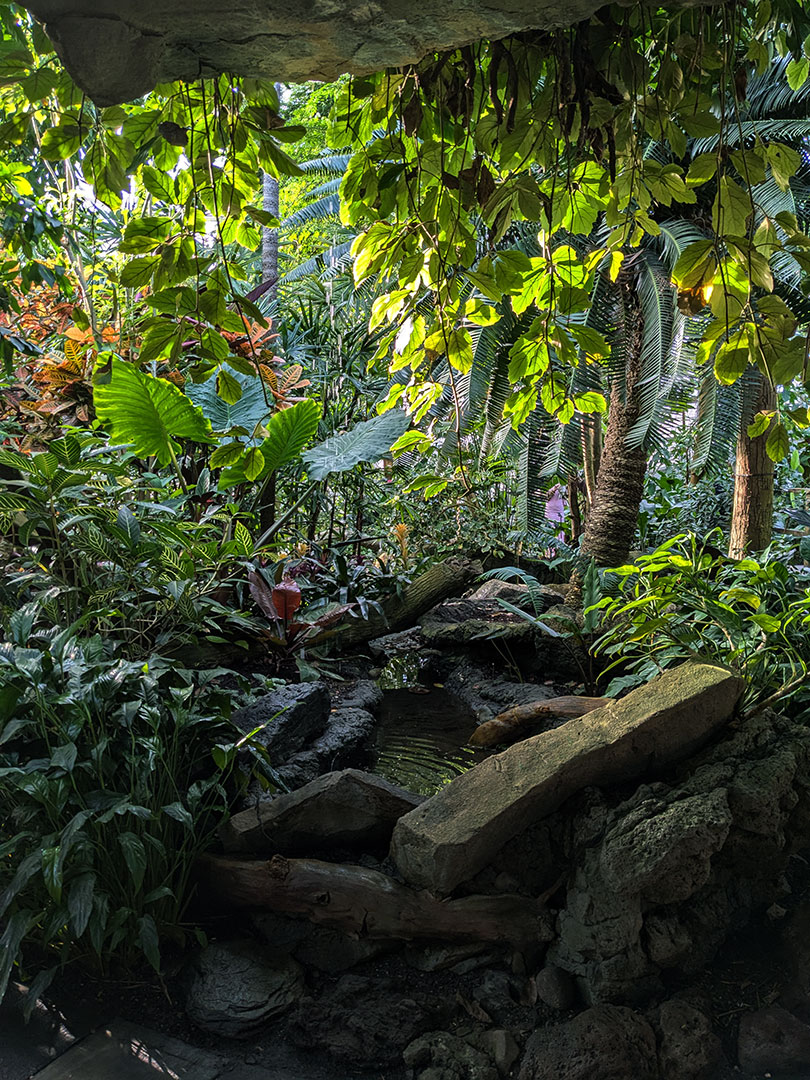 Brooklyn Botanic Garden 1.30.25