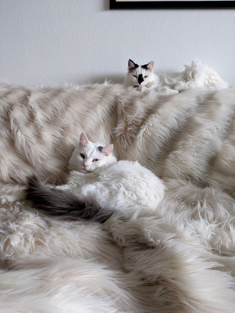Year of the Cats 2.24.25-3.29.26